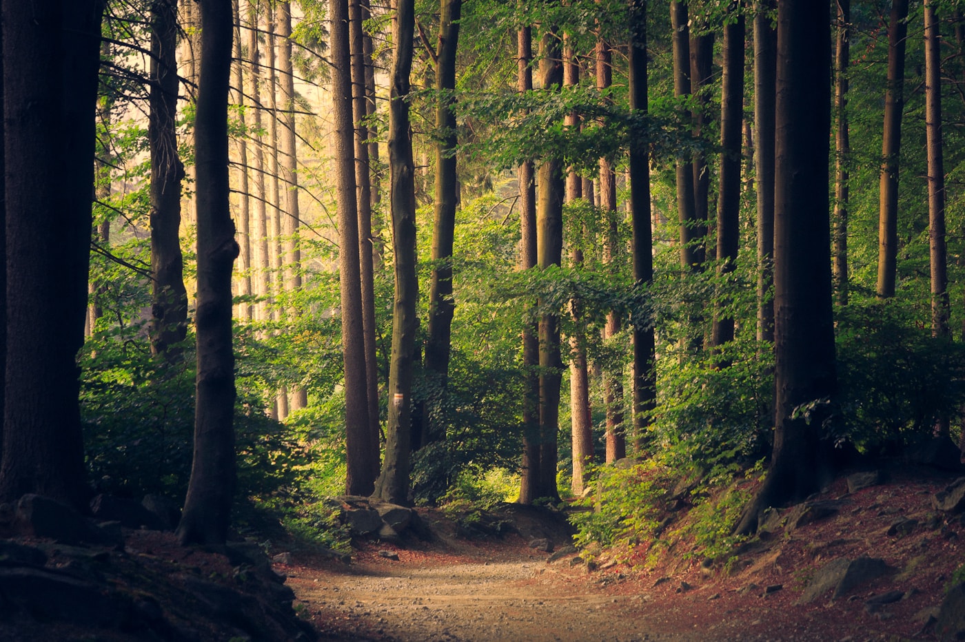 A biodiverse forest ecosystem in natural light