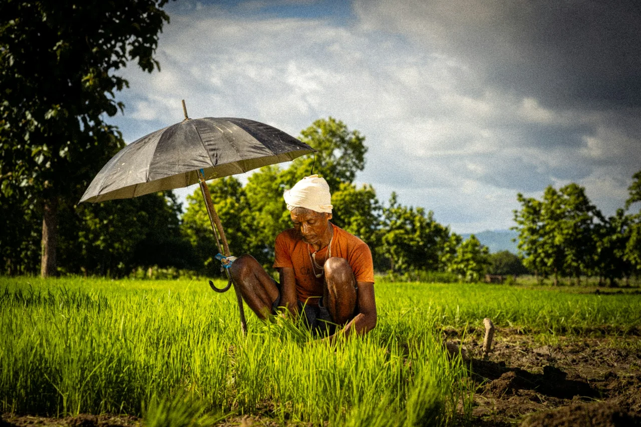A farmer tending crops under an umbrella in a green field.