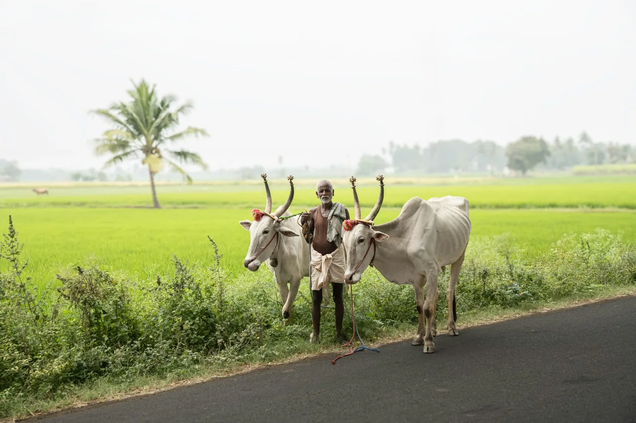A farmer working a green field with two oxen.