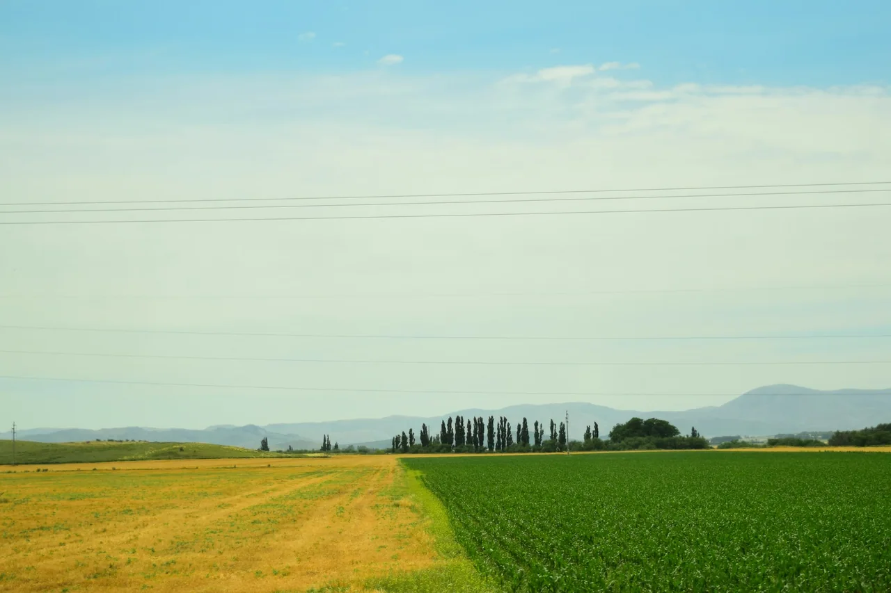 A green agricultural field with parallel crop rows.