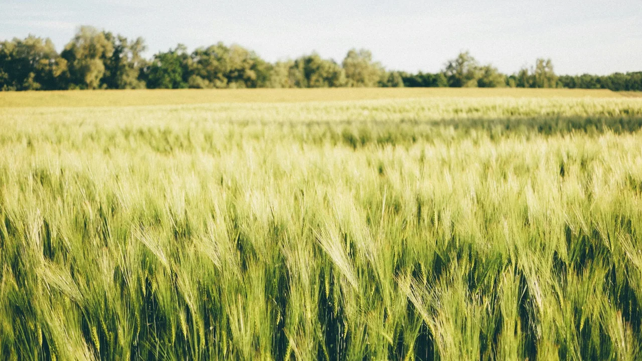 A cultivated field in a rural landscape.
