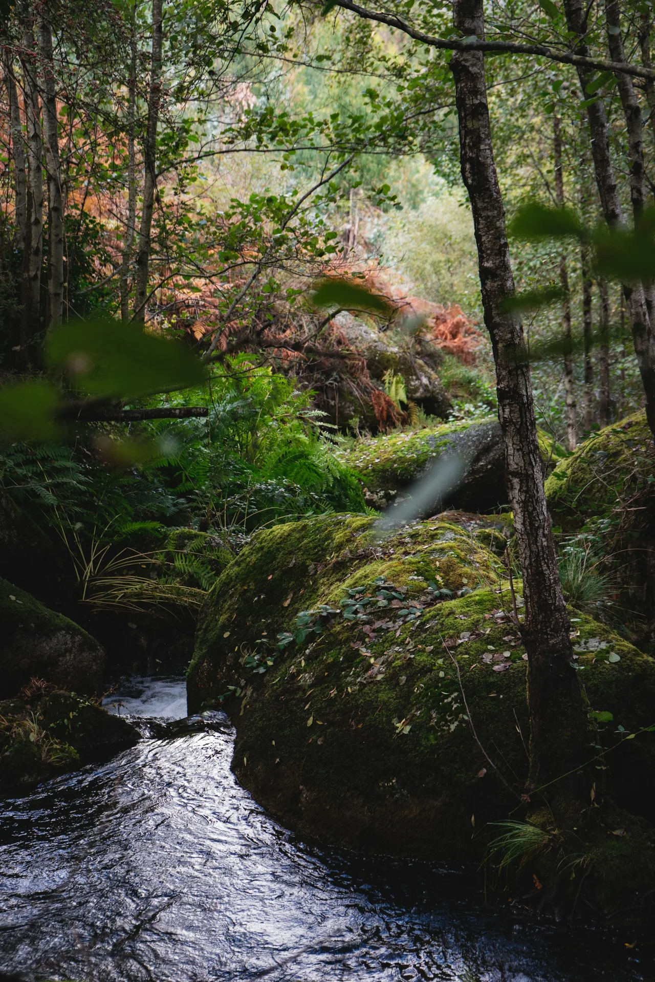 A small river flowing among rocks and trees.