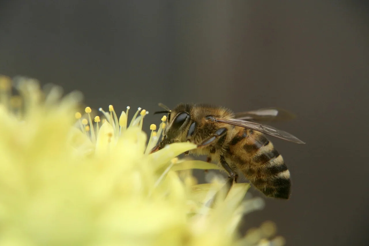 A bee gathering pollen from yellow flowers.