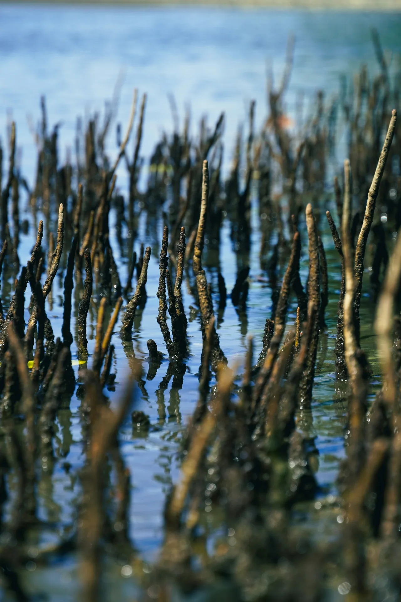 Mangrove roots above shallow coastal water.
