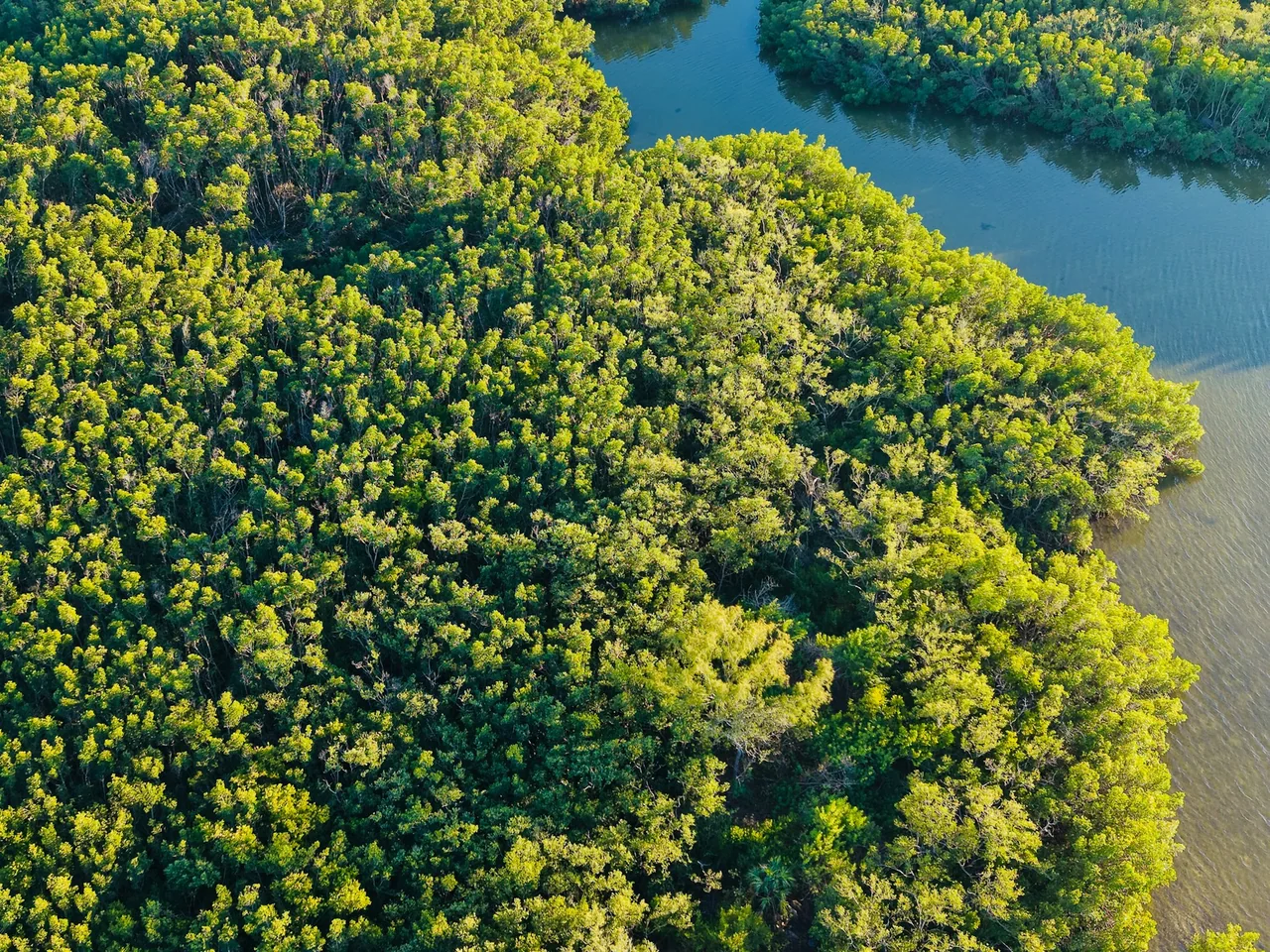 An aerial view of mangrove forest and winding waterways.
