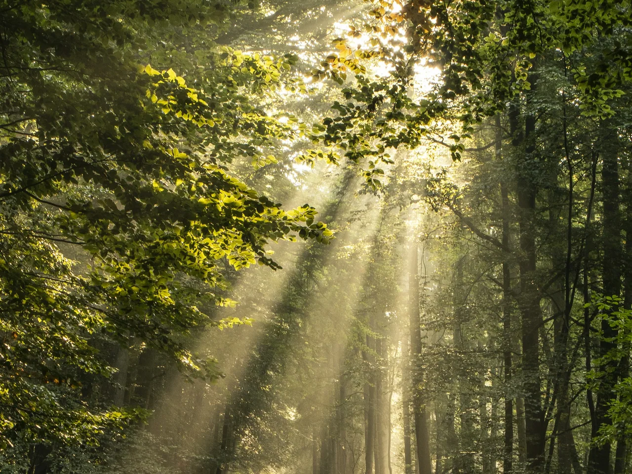 Sunbeams through woodland trees.