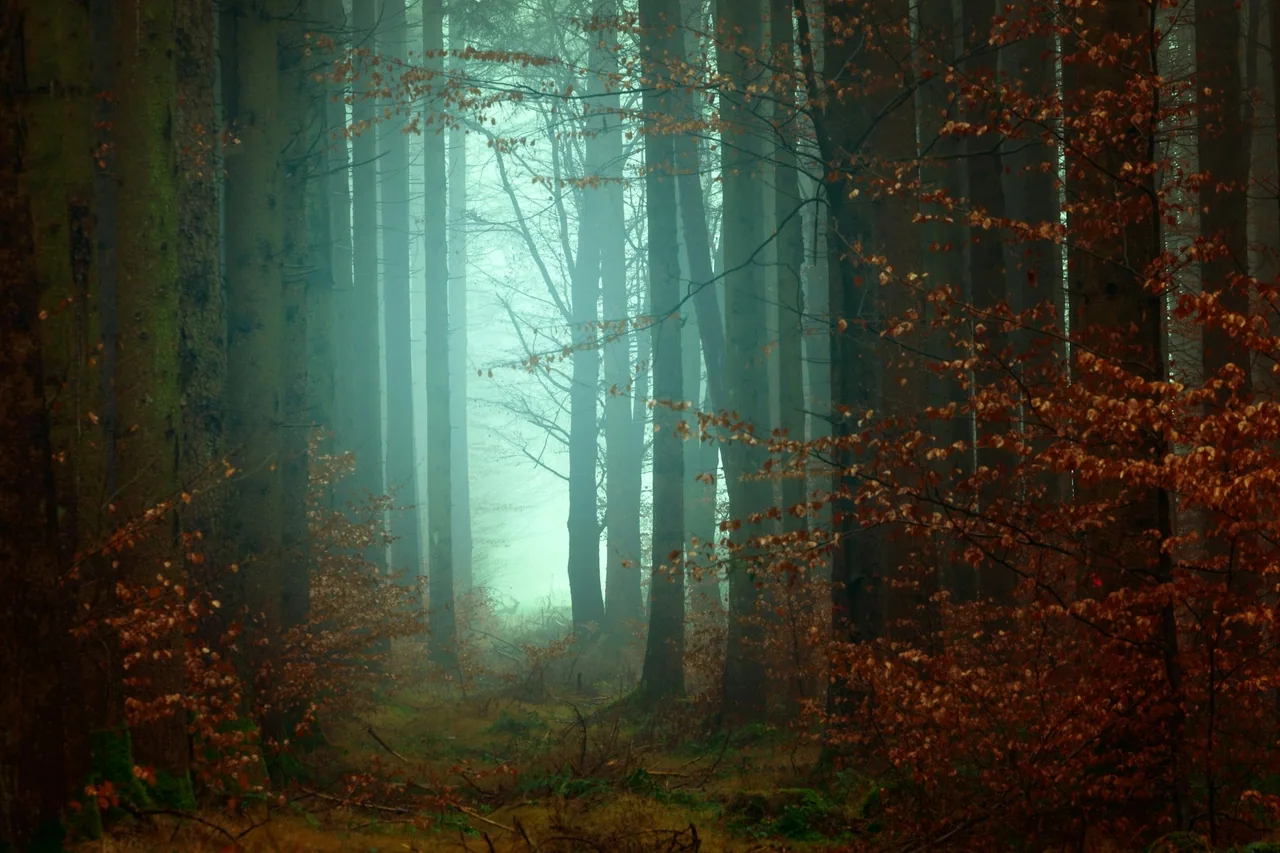A green forest path in misty light.